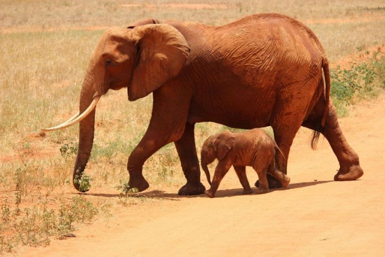 Magnificient Wildlife