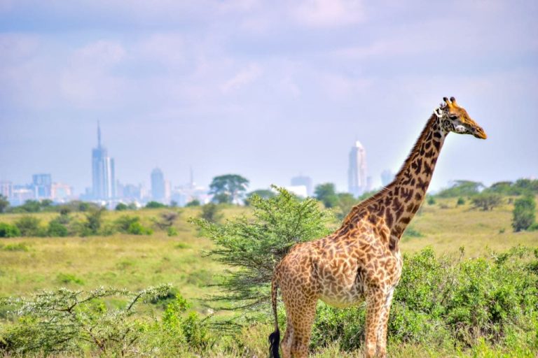 A giraffe in the Nairobi National Park