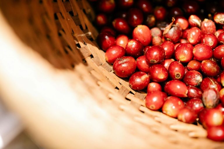 World's Best Specialty Coffee