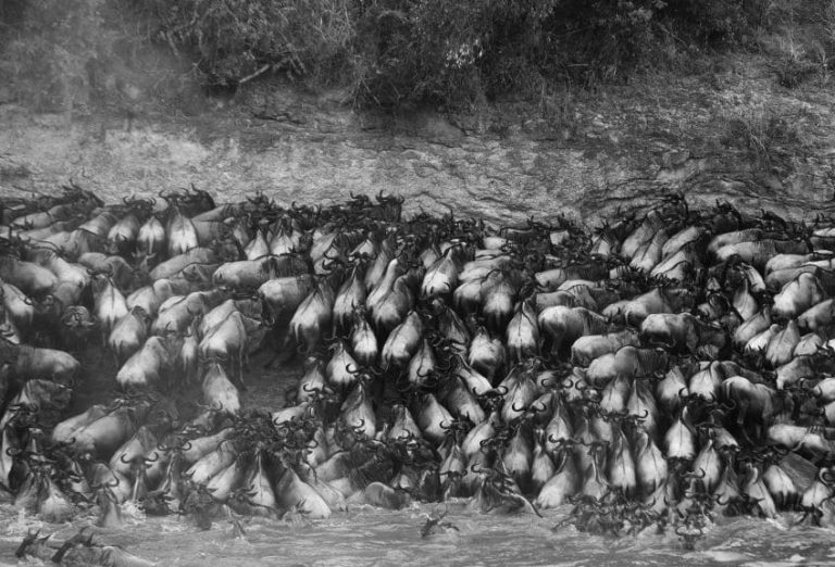 The great migration in Maasai Mara Kenya