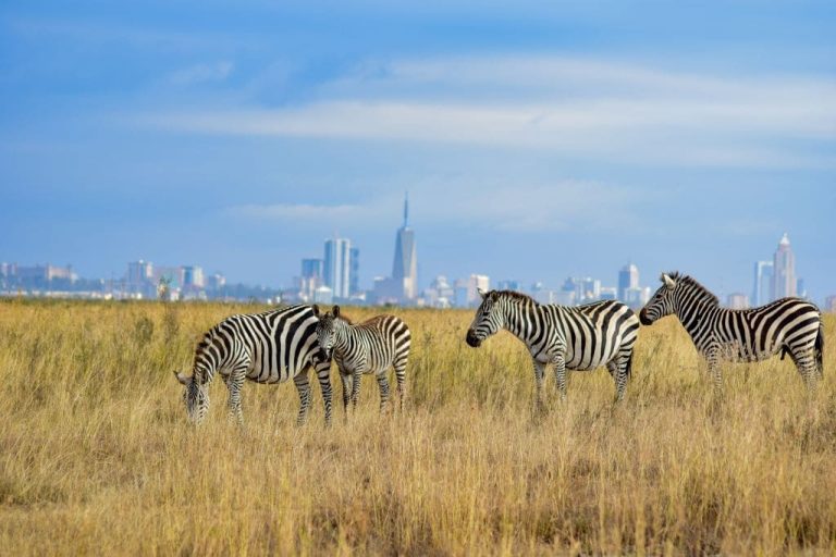 Zebras at Nairobi National Park
